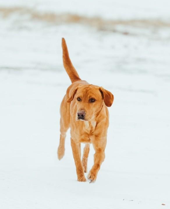 Labrador Retriever