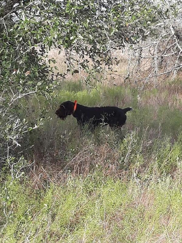 STUNNING GAMEY EUROPEAN BRED German Wirehaired Pointer
