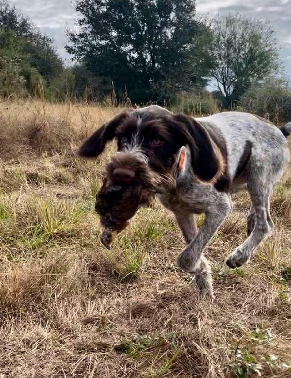 BRED FOR FAMILIES THAT HUNT German Wirehaired Pointer