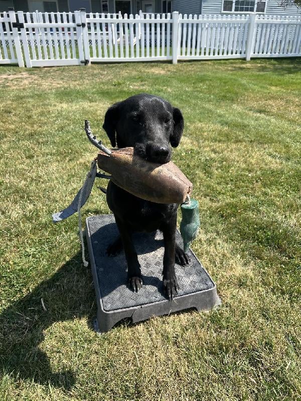 Labrador Retriever