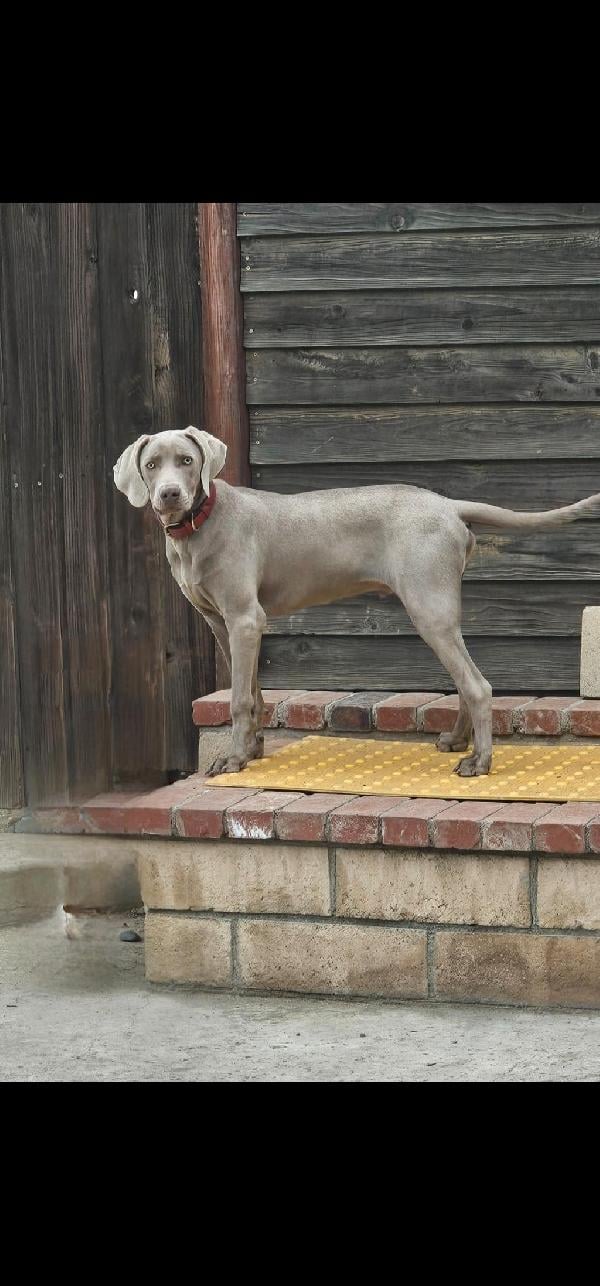 Weimaraner