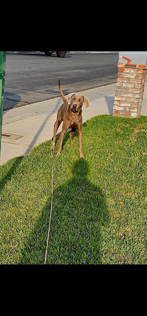 Weimaraner