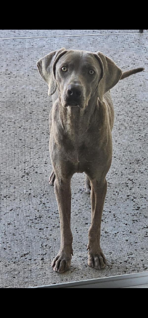 PURE BREED WEIMARANER Weimaraner