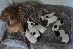 AKC GERMAN SHORTHAIR POINTER PUPPIES