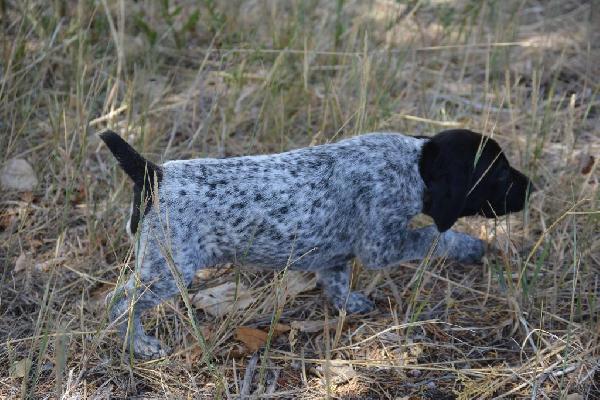 German Shorthaired Pointer