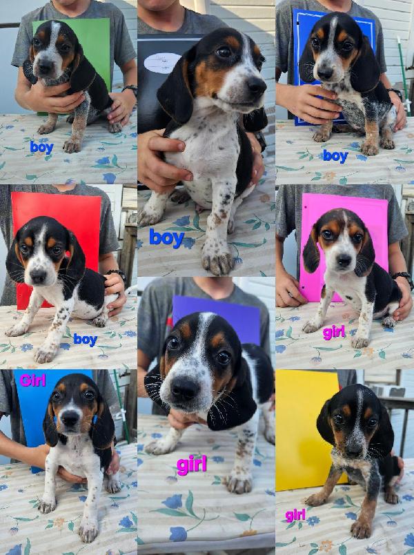 Beagle