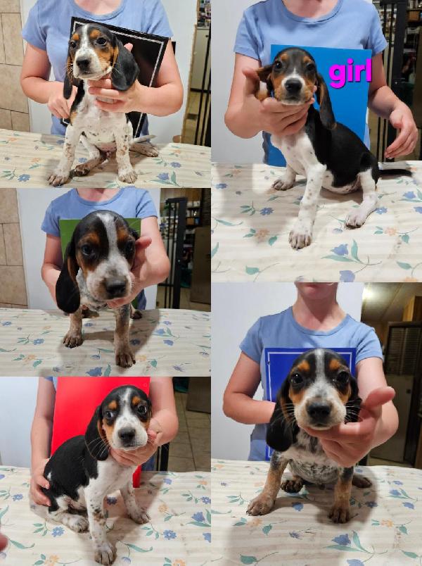 Beagle