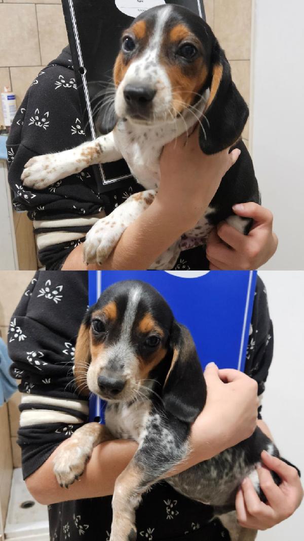 Beagle