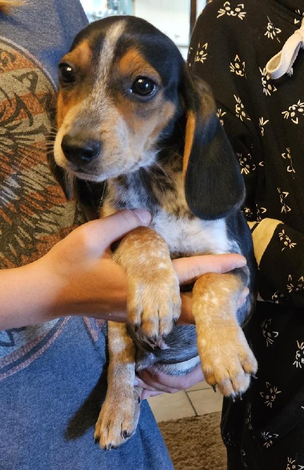Beagle