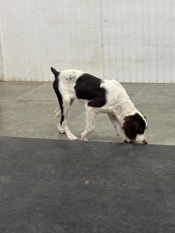 American Brittany