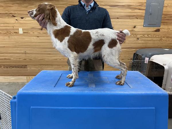 American Brittany