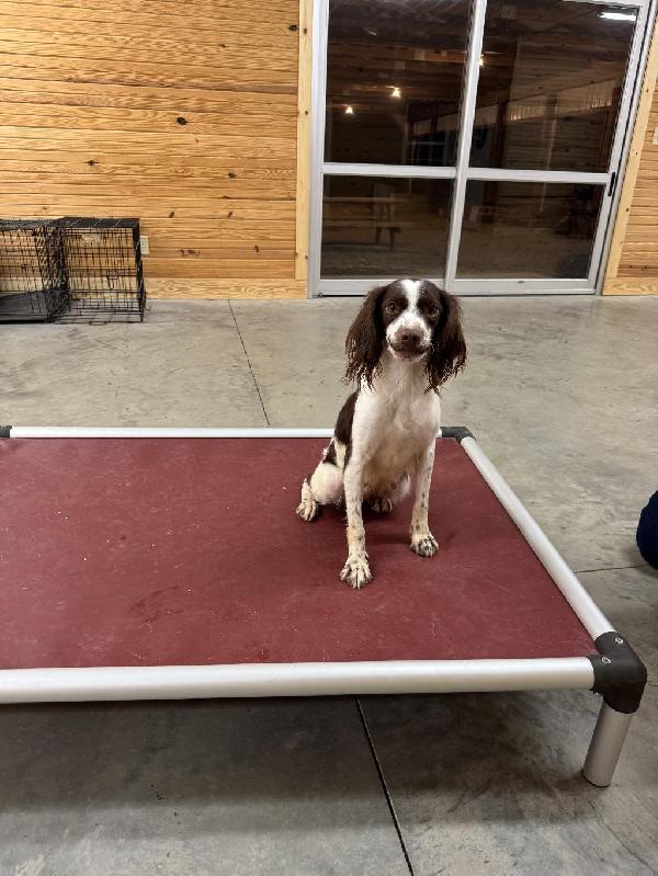 American Brittany