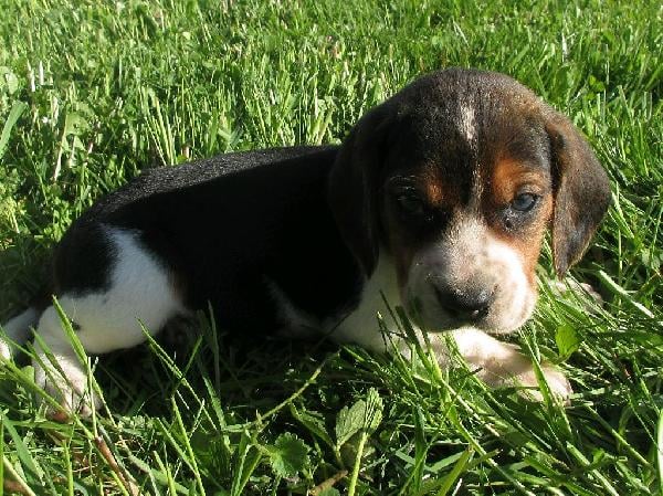 Beagle