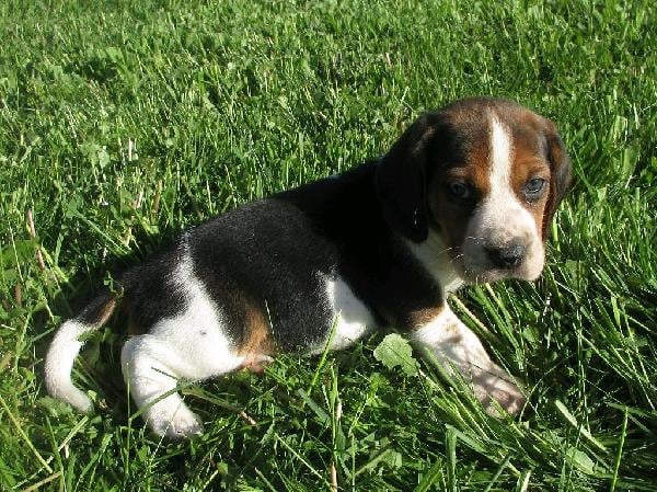 Beagle