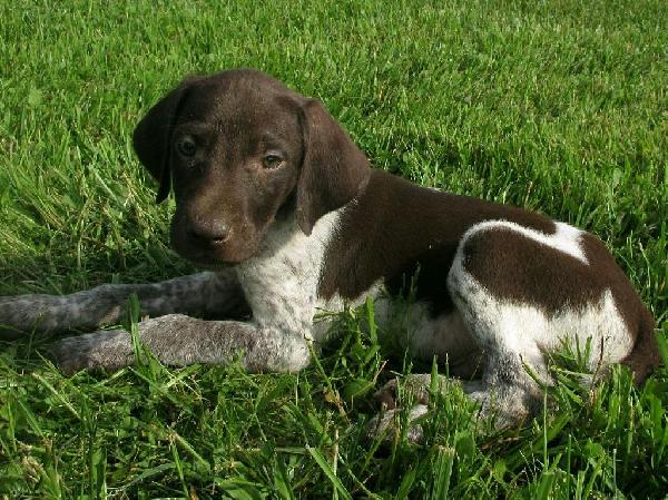 German Shorthaired Pointer