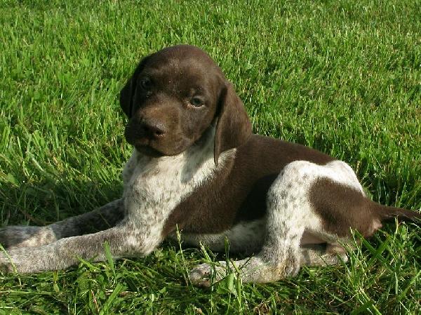 German Shorthaired Pointer