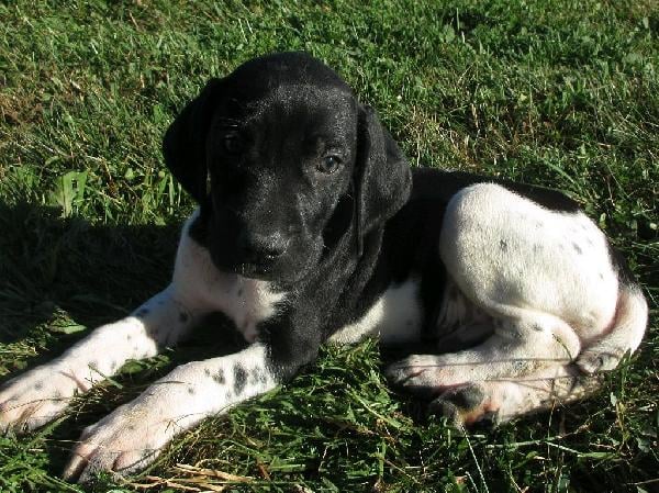 German Shorthaired Pointer