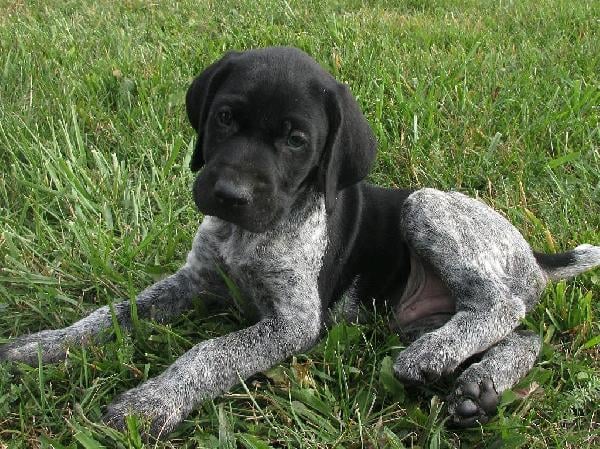 ZENITH German Shorthaired Pointer