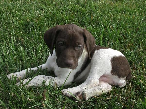 ZIP German Shorthaired Pointer