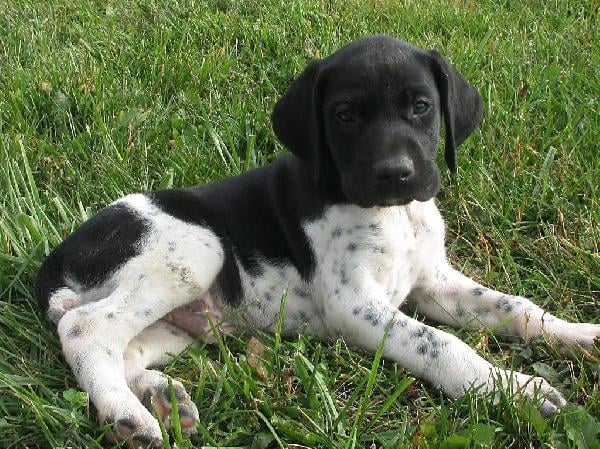 ZACHARY German Shorthaired Pointer