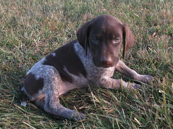 ANNIKA German Shorthaired Pointer