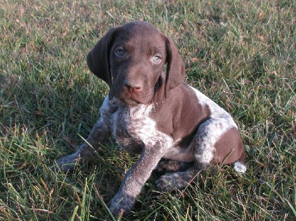 ASHTON German Shorthaired Pointer