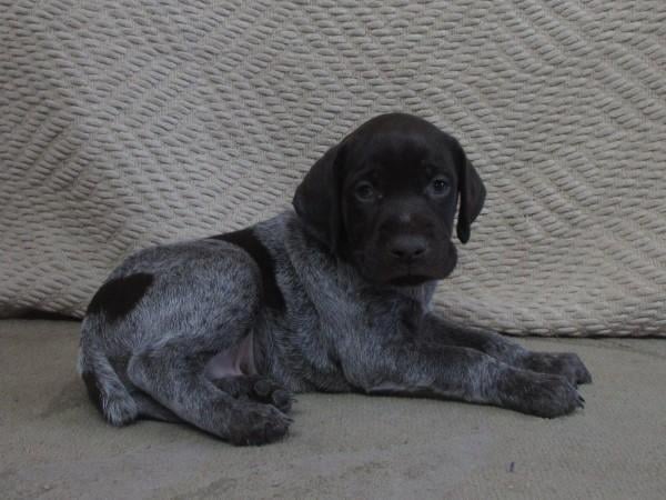 German Shorthaired Pointer