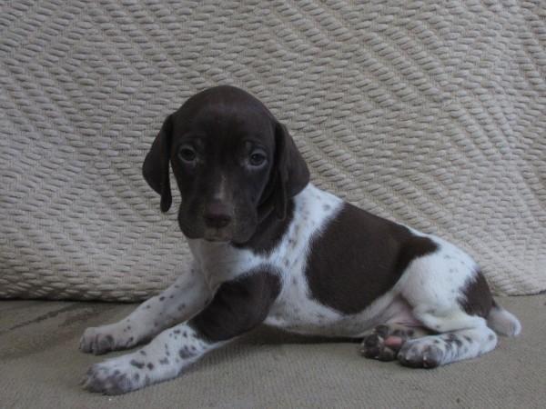German Shorthaired Pointer