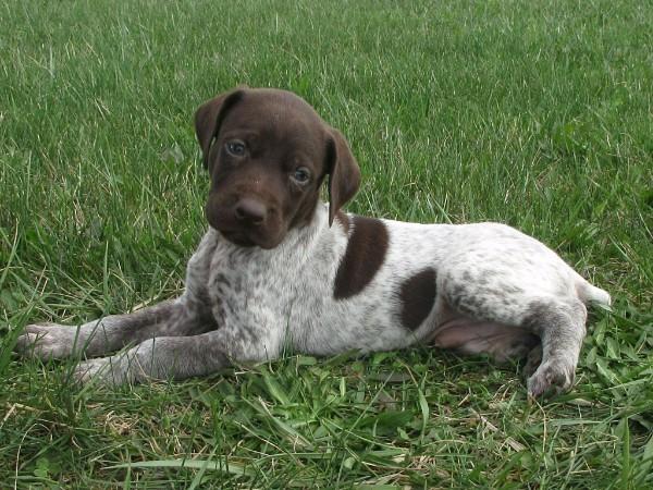 German Shorthaired Pointer
