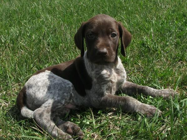 German Shorthaired Pointer