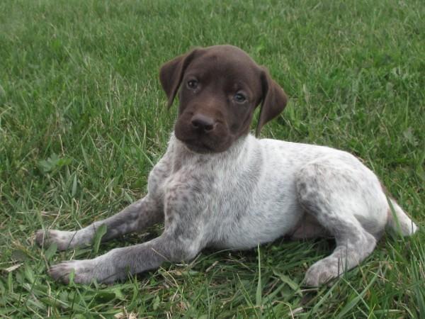 German Shorthaired Pointer