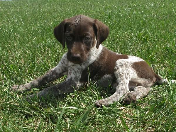 German Shorthaired Pointer