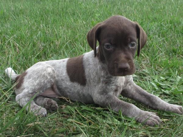 German Shorthaired Pointer