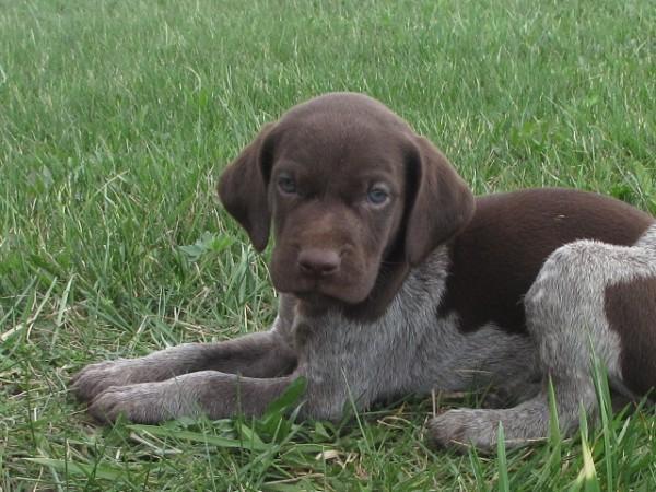 German Shorthaired Pointer