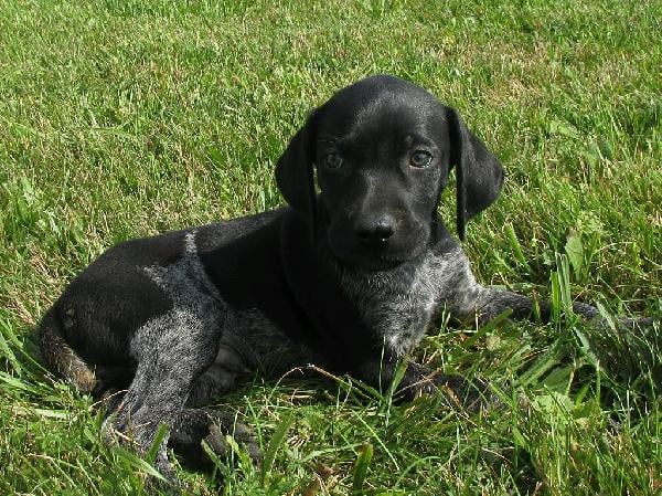 SHELDON German Shorthaired Pointer