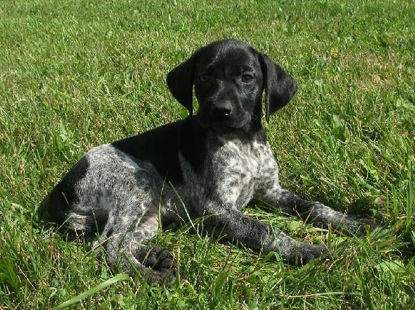 SHANNON German Shorthaired Pointer
