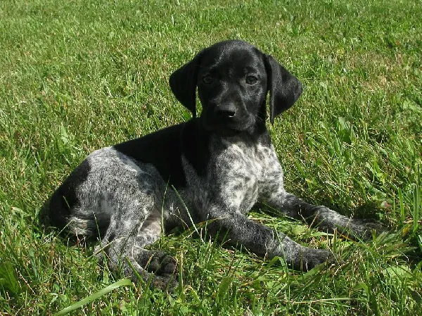 German Shorthaired Pointer