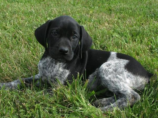 SKYLAR German Shorthaired Pointer