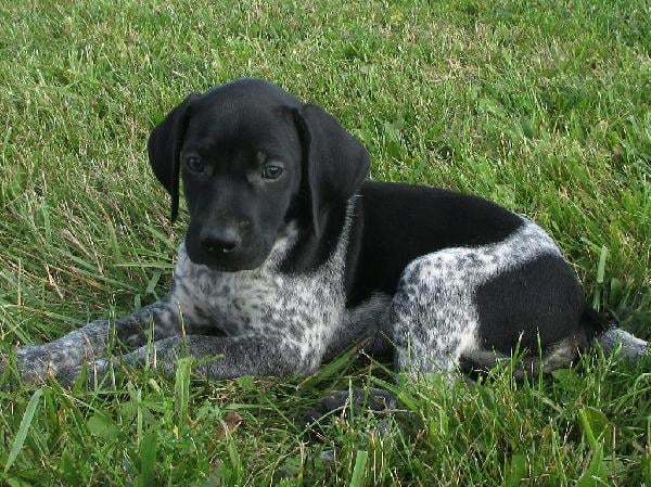 SCOUT German Shorthaired Pointer