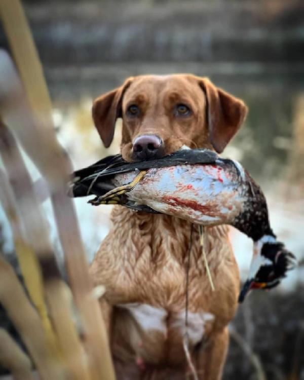 Labrador Retriever