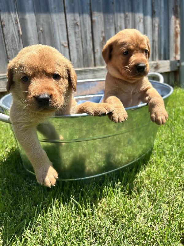 Labrador Retriever