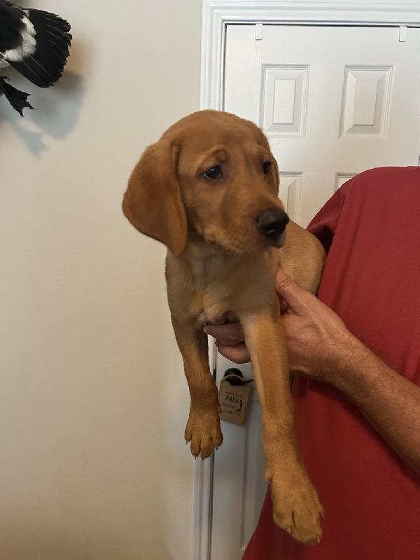 Labrador Retriever