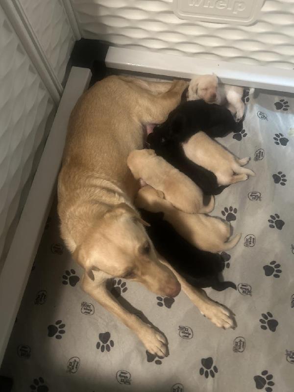 Labrador Retriever