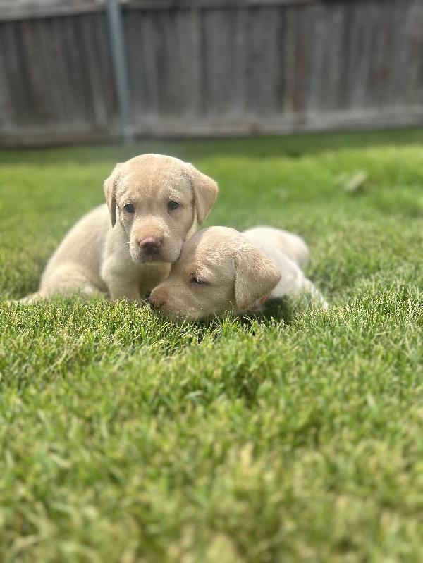 BRITISH LAB PUPPIES AVAILABLE Labrador Retriever