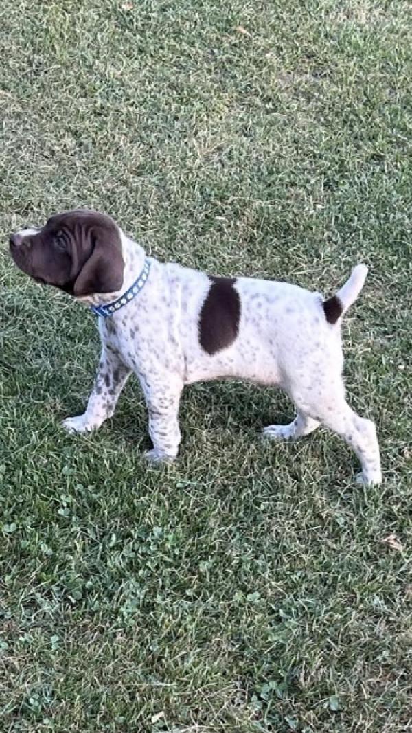 GERMAN SHORTHAIR PUPPIES