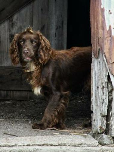 Cocker spaniel best sale stud prices