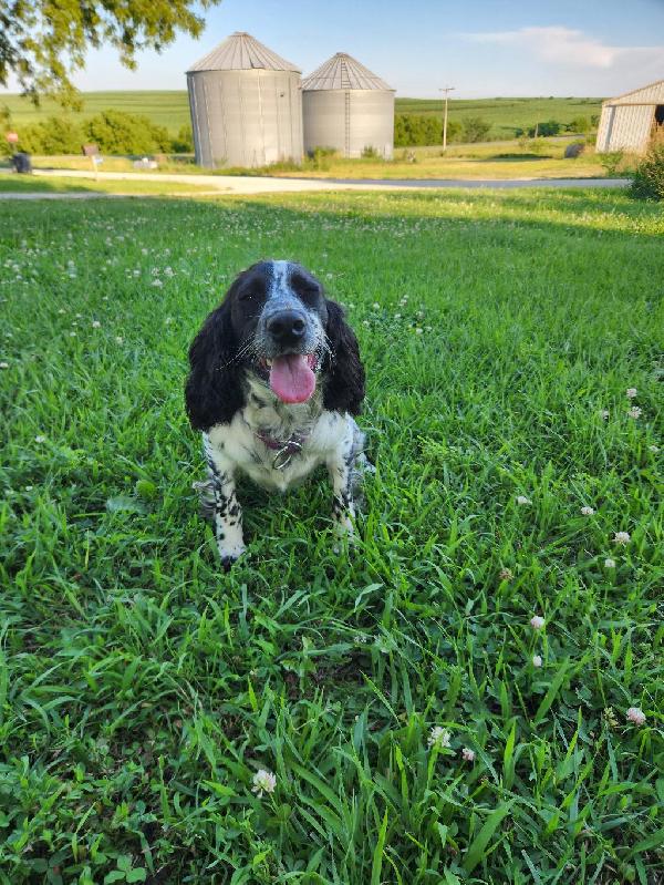 English Cocker Spaniel
