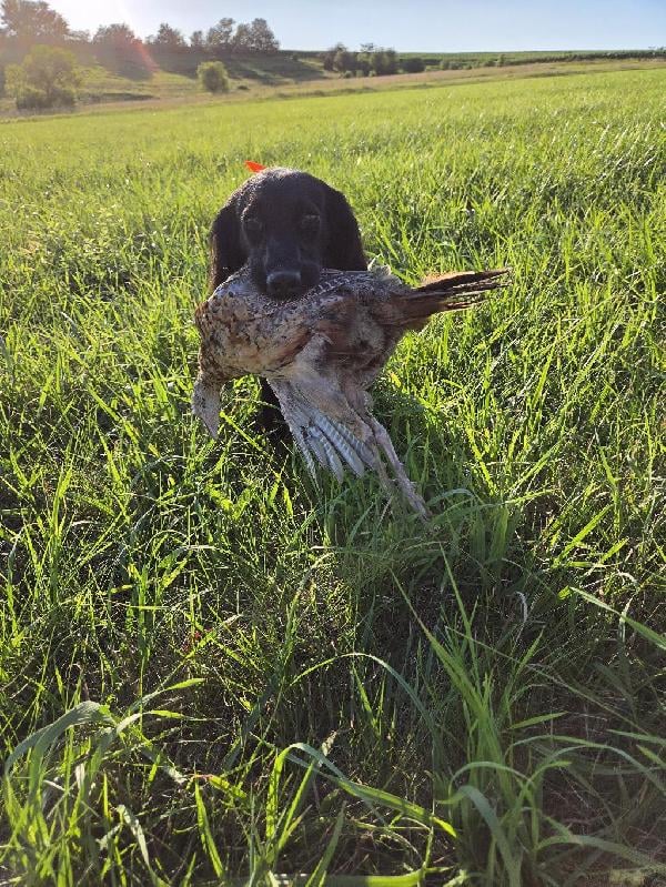 English Cocker Spaniel