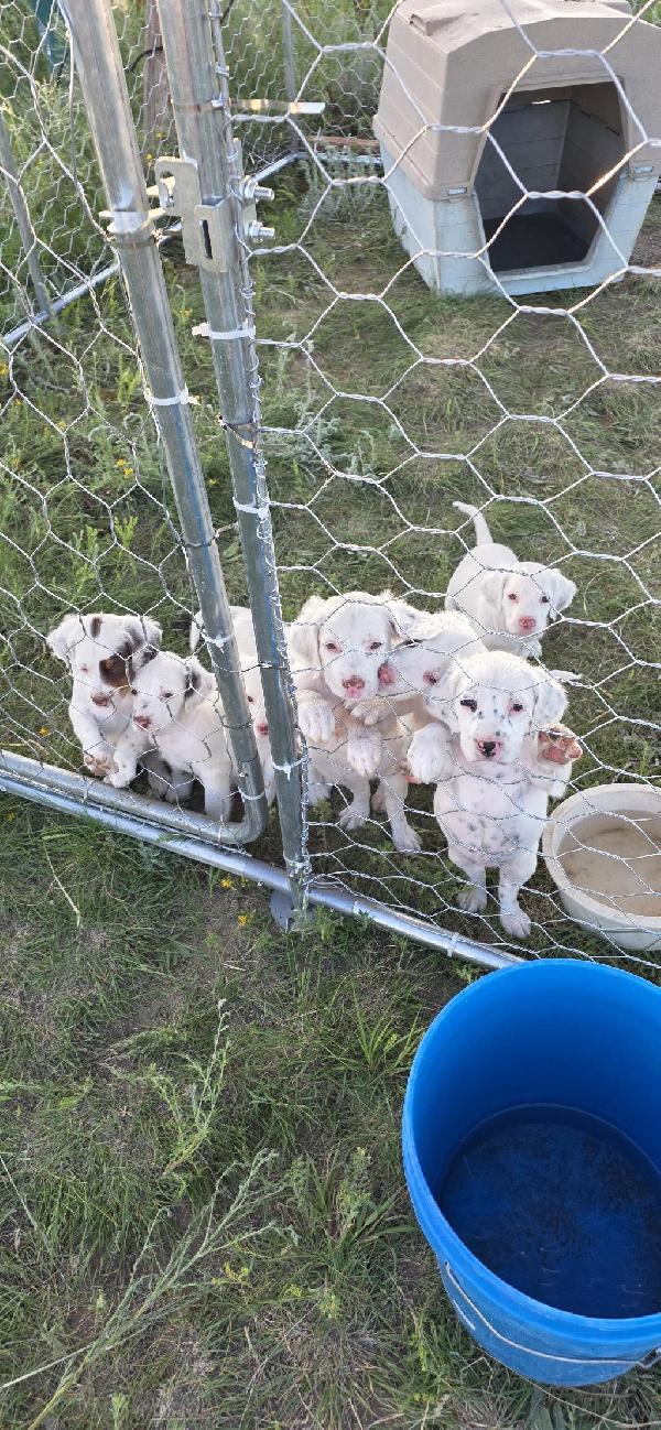 Llewellin Setter