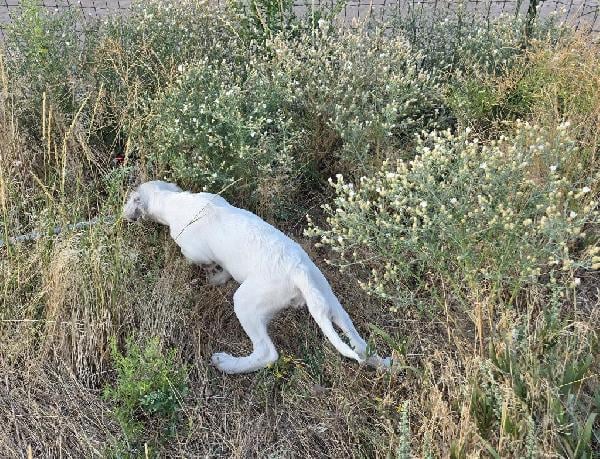 Llewellin Setter